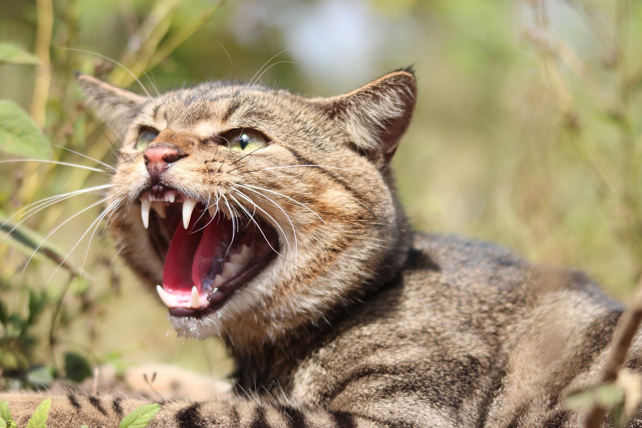 A close-up of a feral cat hissing
