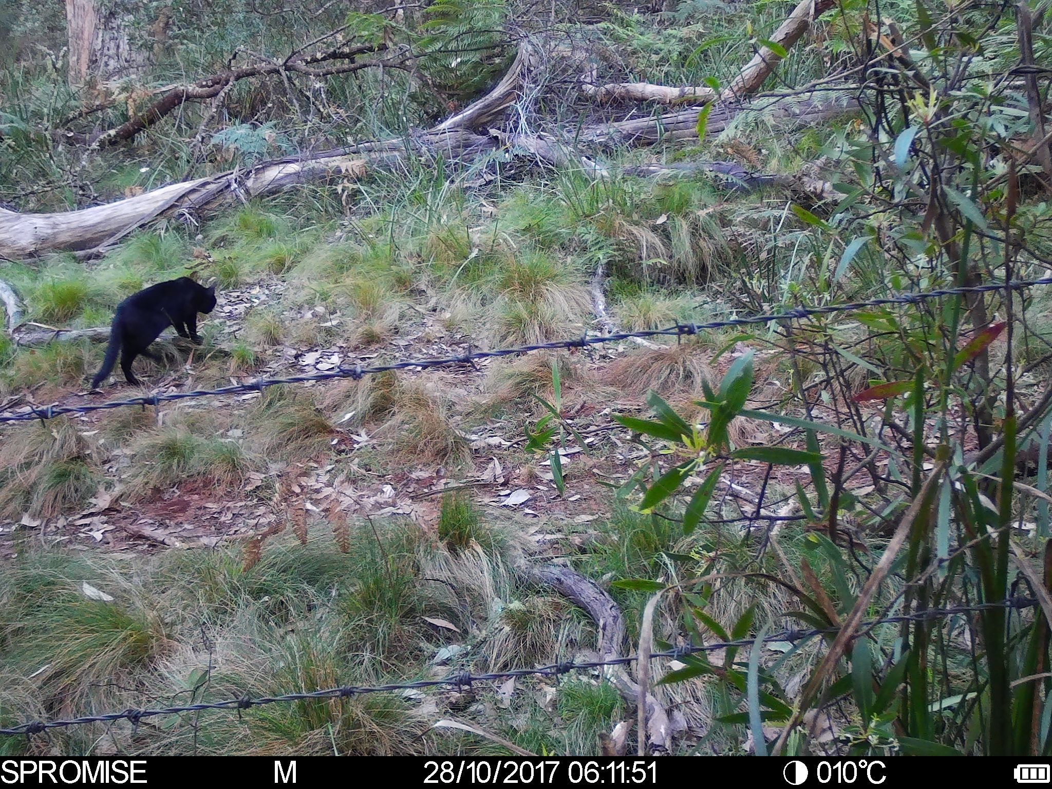 A black feral cat photographed in the bush